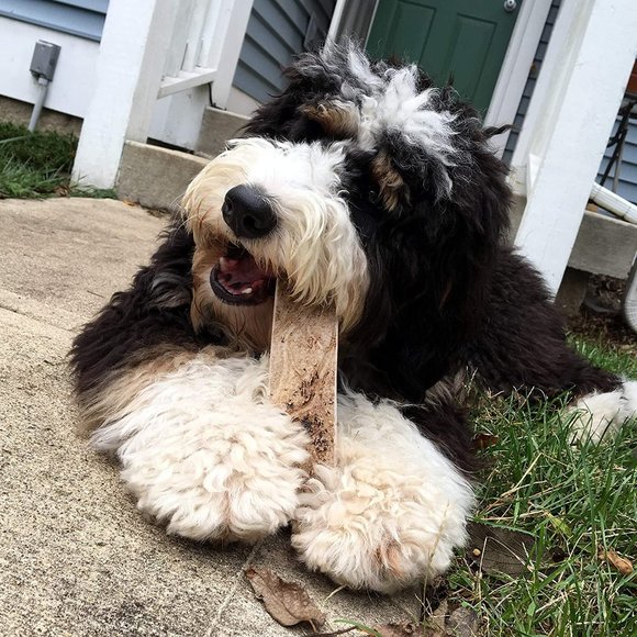 None Dog Perfect Pet Chews Moose Antler Dog Antler Chew Small